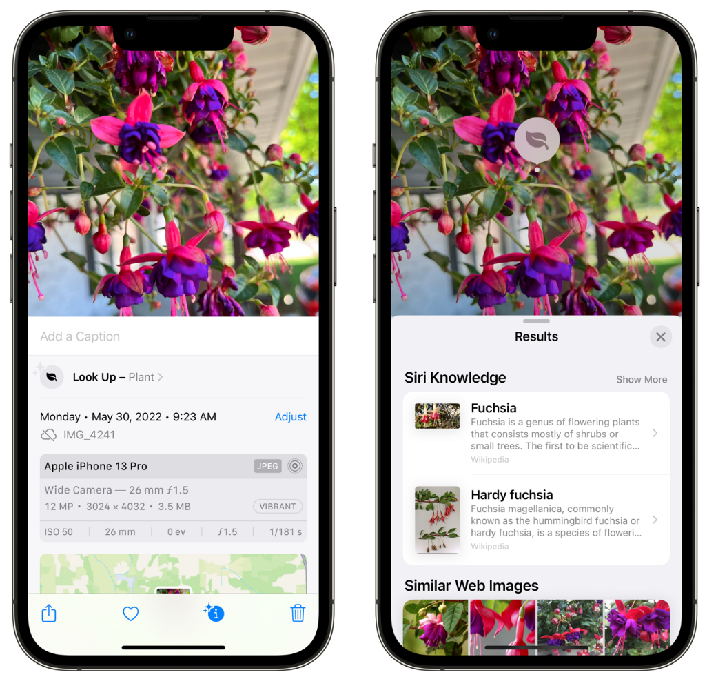张北苹果手机维修分享小技巧：使用 iPhone 相机识别花卉植物 